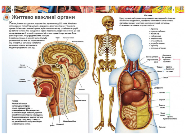 ДИТЯЧА ЕНЦИКЛОПЕДІЯ ТІЛО ЛЮДИНИ. ПЕГАС 9789664663240