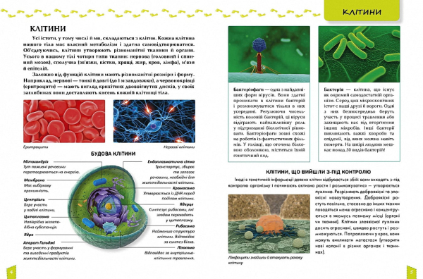 Енциклопедія для допитливих про тіло людини - фото 2