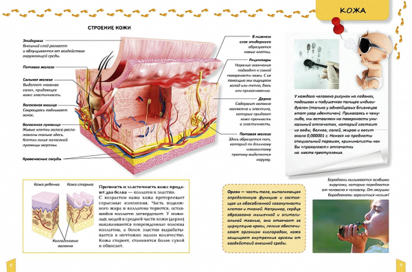 Енциклопедія для допитливих про тіло людини - фото 3