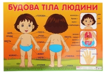 Книга Будова тіла людини. Плакат