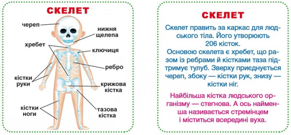 РОЗУМНІ КАРТКИ. МОЄ ТІЛО. 30 КАРТОК. CRYSTAL BOOK - фото 3