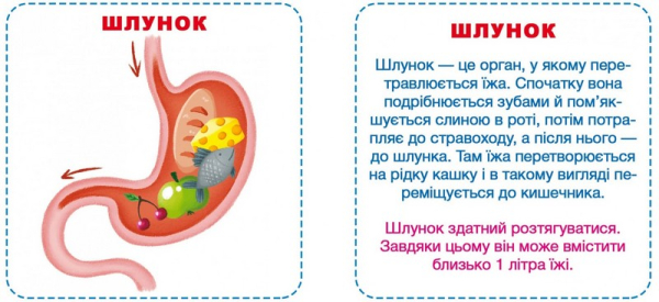 РОЗУМНІ КАРТКИ. МОЄ ТІЛО. 30 КАРТОК. CRYSTAL BOOK - фото 4